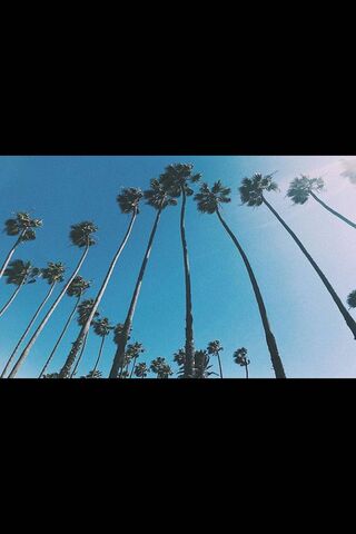 Amor in the Palm Trees 🌴❤️