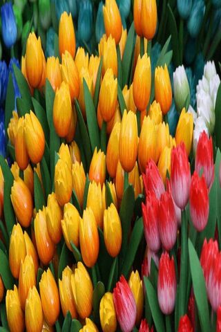 Vibrant Blooms: A Floral Symphony 🌼🌷