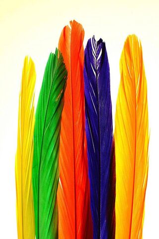 Colorful Feathers