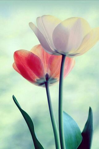 Whispers of Spring: A F..