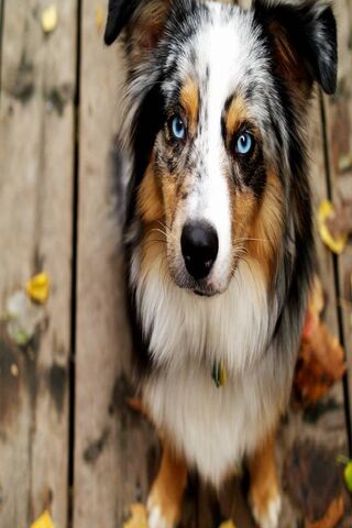 Rainbow's Radiant Gaze 🌈🐾