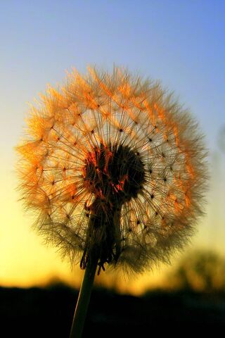 Golden Wishes: The Dand..