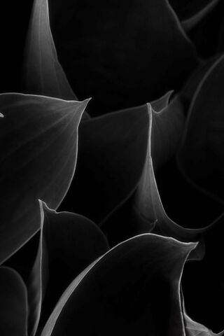 Mystique of Shadows 🌿✨