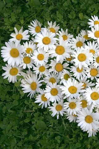 Daisy Delight: A Love S..