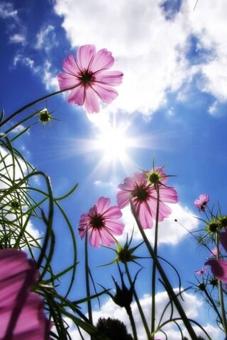 Sun-Kissed Blooms 🌸☀️