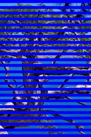 Seaside Serenity: Nature's Canvas