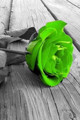 Emerald Elegance: A Uni..