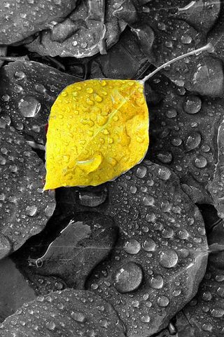 Golden Resilience: A Leaf's Stand