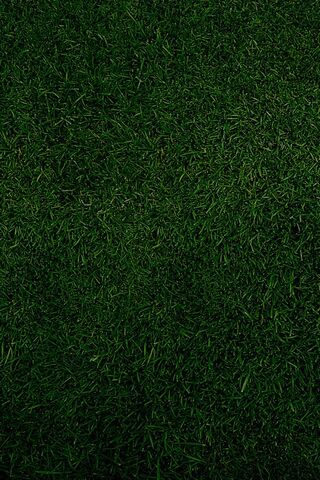Grass