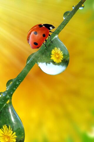 Nature's Tiny Wonders �..