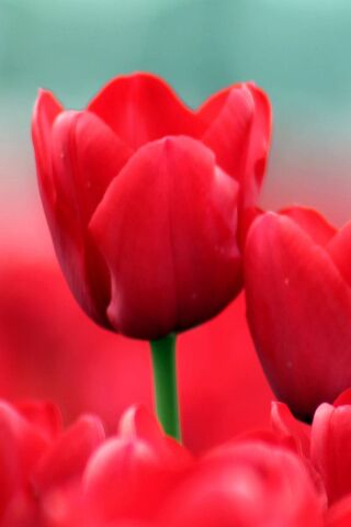 Radiant Red Tulips: Nature's Bold Statement 🌷❤️