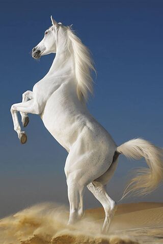 Majestic White Stallion in Motion 🐎✨