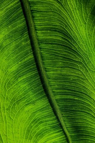 Nature's Veins: The Beauty of Green Leaves 🍃