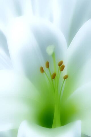 Whispers of Pure Beauty 🌸✨