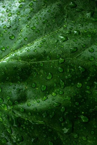 Nature's Jewels: The Be..