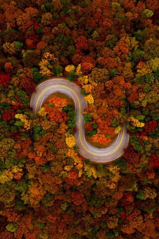 Aerial Foliage