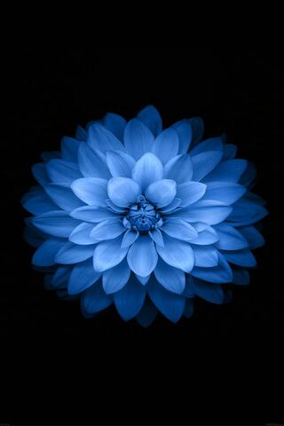 Blue Lotus