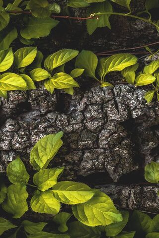 Nature's Textured Harmony 🌿✨