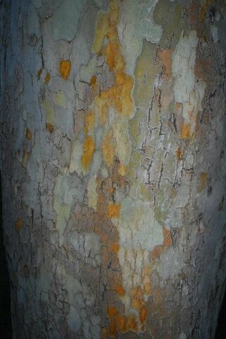 Nature's Canvas: The Art of Bark Patterns 🌳🎨