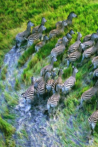 Zebra Migration: Nature's Stripes in Motion 🦓🌿