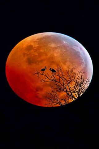Moon Birds Wallpaper - Download to your mobile from PHONEKY