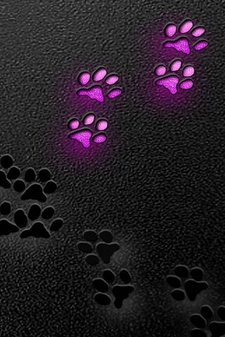 Paw Prints of Adventure 🐾✨
