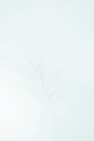 Whispers of the Feather..