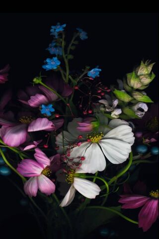 Blooming Beauty: A Flor..
