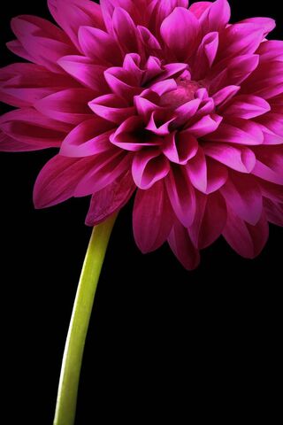 Blooming Beauty: The Vi..