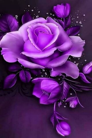 Rosa purpura
