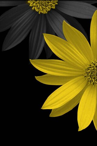 Radiant Yellow Blossom ..