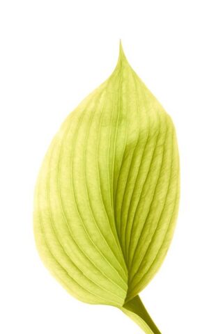 Nature's Elegance: The ..