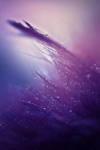 Mystical Glimmers: Natu..