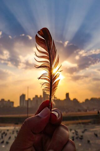 Whispers of the Sky: A Feather's Journey 🌅🪶