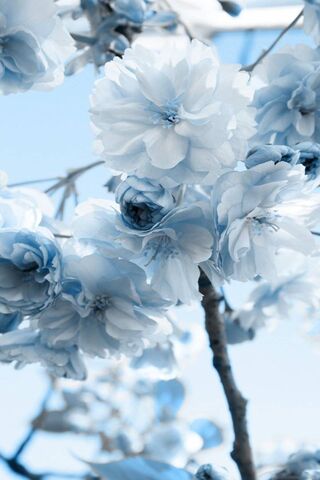 Frozen Blooms: A Chill in Nature's Beauty ❄️🌸