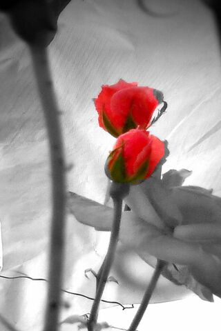Blossoms of Affection 🌹❤️