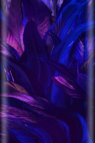 Mystical Feathers: A Dance of Blue and Purple