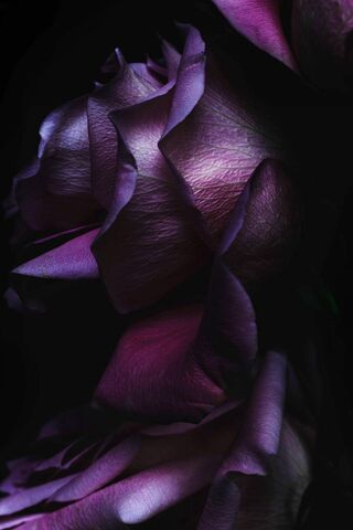 Mystical Blooms: A Floral Fantasy 🌹✨