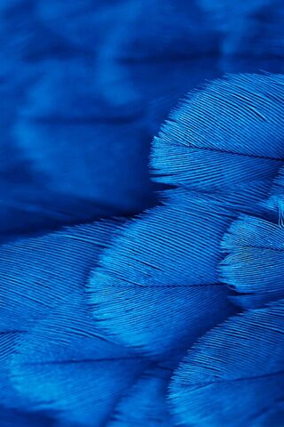 Ocean of Blue: The Beauty of Feathers 🌊💙