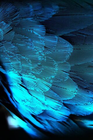 Mystical Blue Feathers: Nature's Artistry