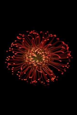 Blooming Beauty: The iP..