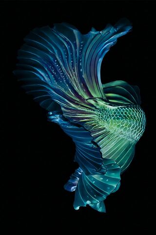 Fighterfish