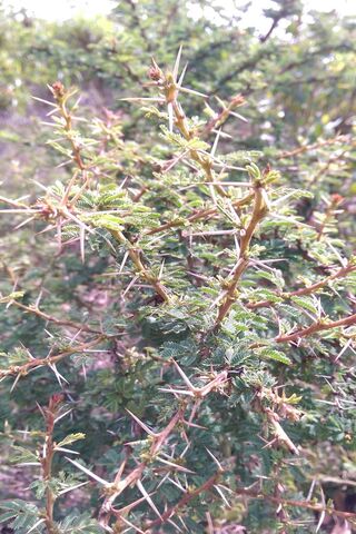 Nature's Armor: The Thorn Tree