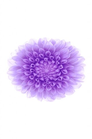 Blooming Beauty: The iP..
