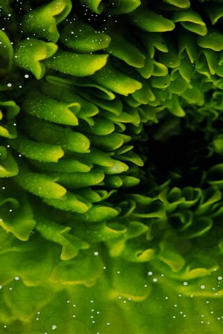 Emerald Whispers: Nature's Intricate Design 🌿✨