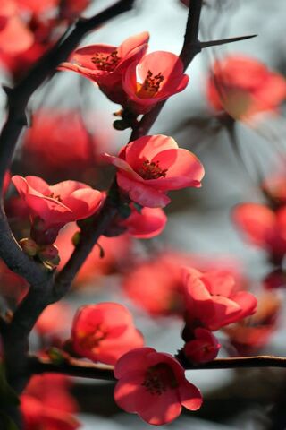 Whispers of Spring: The..
