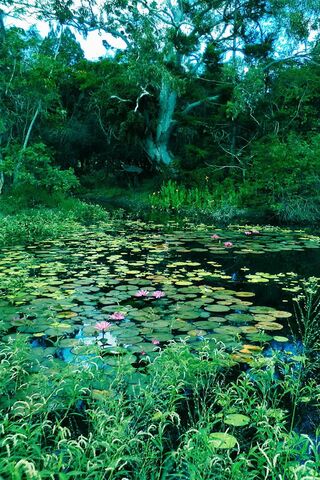Tranquil Waters: A Serene Escape 🌿💧