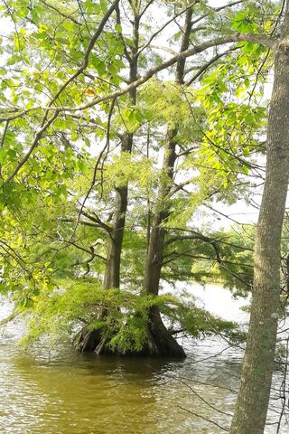 Stumpy Serenity: Nature's Embrace 🌳💧