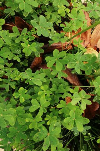 Lucky Clover: Nature's Charm 🍀
