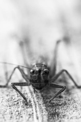 Hopper's Close-Up Adventure 🦗✨